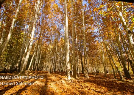 زیبایی مسحور کننده پاییز در باغبادران