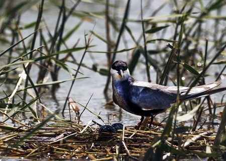 پرنده نگری؛ فرصتی برای توسعه گردشگری در باغبادران