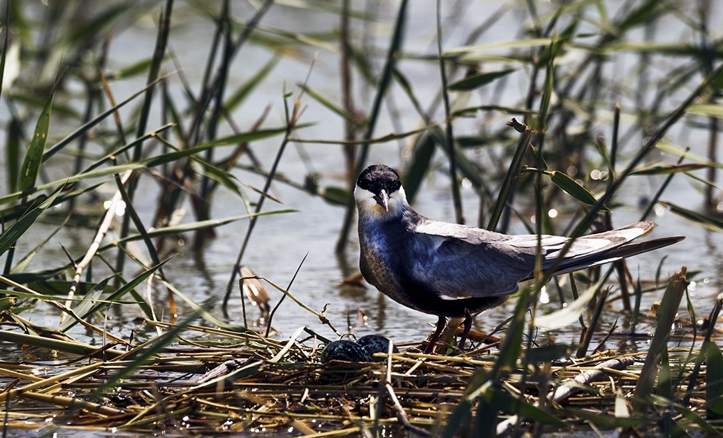 پرنده نگری؛ فرصتی برای توسعه گردشگری در باغبادران