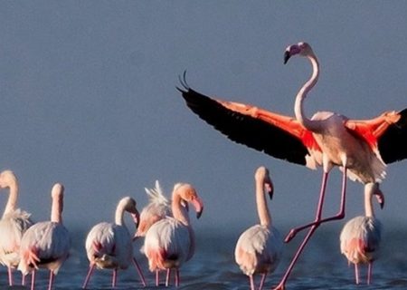 بهشت پرندگان احیاء می‌شود