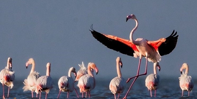 بهشت پرندگان احیاء میشود