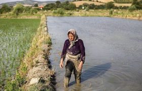 کاهش رنج کمآبی برای تولید برنج رشت
