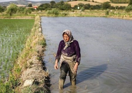 کاهش رنج کم‌آبی برای تولید برنج رشت