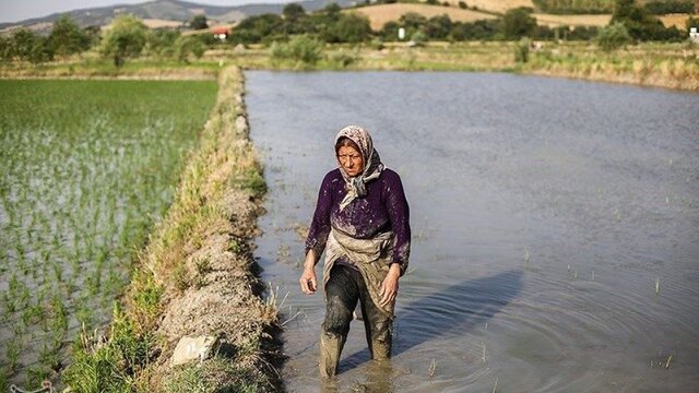 کاهش رنج کمآبی برای تولید برنج رشت