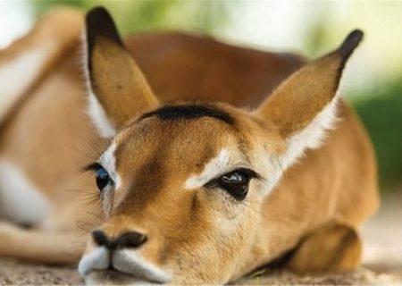 خطر انقراض آهوی ایرانی