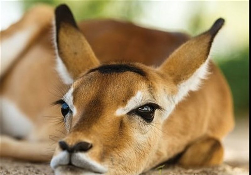 خطر انقراض آهوی ایرانی