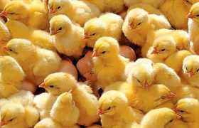 کمبود نهاده، جوجه یک روزه را ارزان کرد