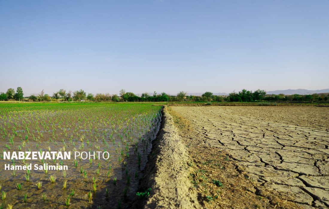 ضرورت شفافسازی خسارت حق آبه داران و کشاورزان لنجان