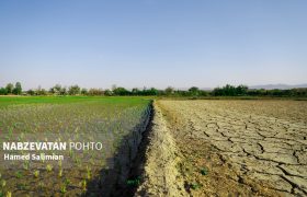 خشکسالی در برابر برنج لنجان قد کشید