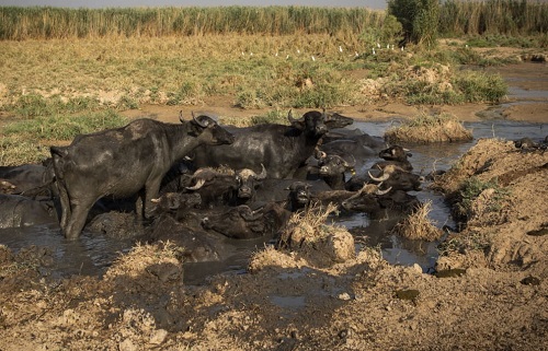 آبرسانی روستاهای حمیدیه با تانکر و بهبود وضعیت احشام