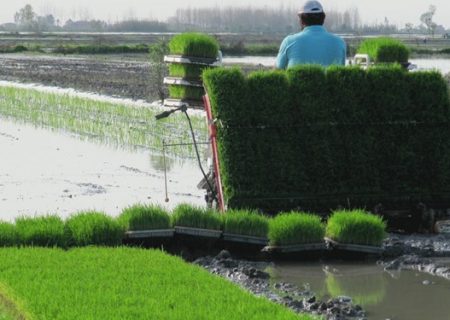 کشت محصولات پرمصرف در شرایط بحرانی آب