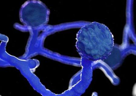 آمفوتریسین بی، مطمئن‌ترین داروی قارچ سیاه است