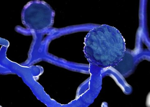 آمفوتریسین بی، مطمئنترین داروی قارچ سیاه است