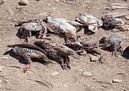 پای خشکسالی بر گلوی حیات وحش