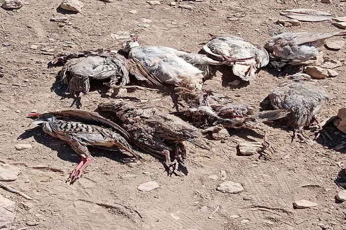 پای خشکسالی بر گلوی حیات وحش