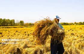 برداشت سنتی برنج در شالیزارهای ورنامخواست