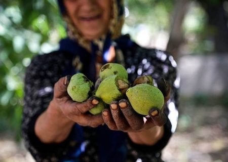 کرم خراط، آتش بدون دود بر دامان باغات گردوی باغبادران