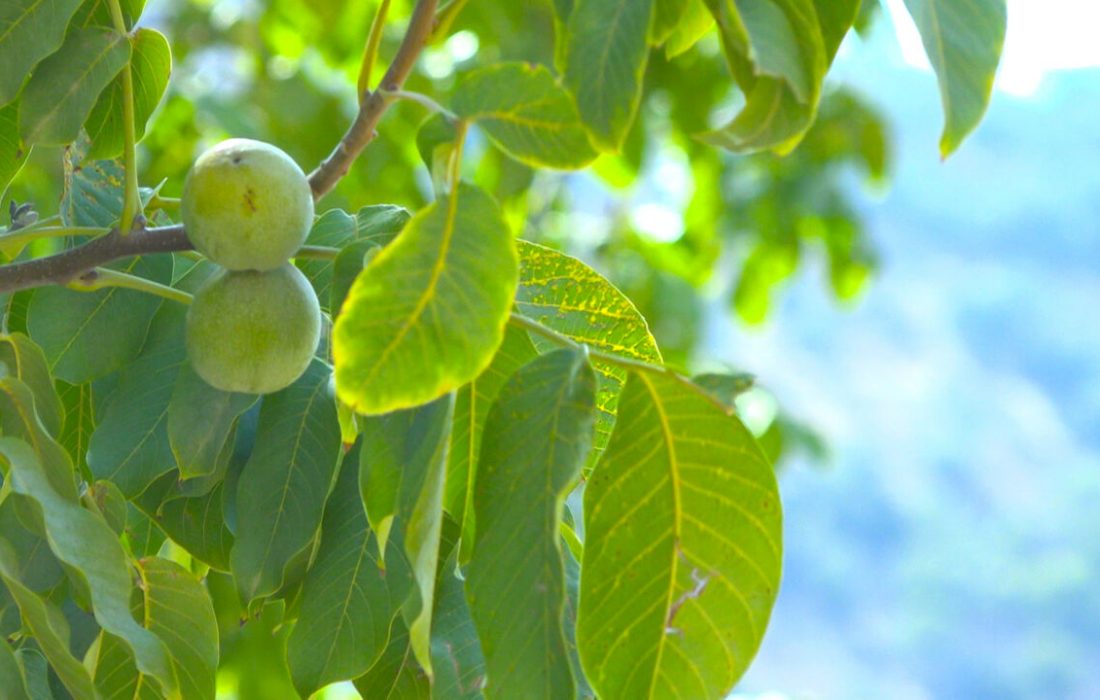 لزوم توجه ویژه به مبارزه به آفت کرم خراط در لنجان