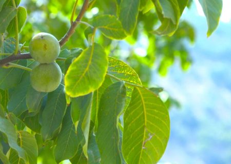 لزوم توجه ویژه‌ به مبارزه به آفت کرم خراط در لنجان