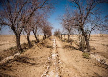 افلاکی : کاهش شدید نزولات آسمانی زمینه برای شیوع آفت‌ها را فراهم‌ کرد