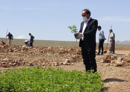 ثابت راسخ: حیات شهری بدون داشتن فضای سبز غیرممکن است