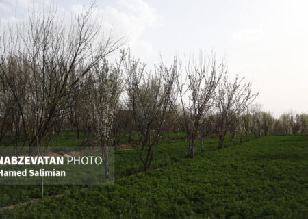اسماعیلی احمدی: ثبت آثار ناملموس ضرورتی برای ماندگاری فرهنگ و هویت شهرهای ایران