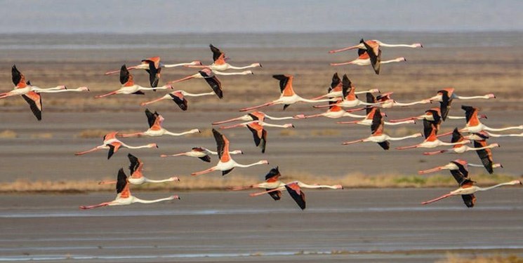 جریان آب زاینده‌رود در تالاب بین‌المللی گاوخونی