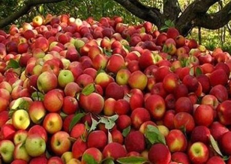 دولت برای حفظ کشاورزی داخلی هند ورود سیب ایران را‌‌‌‌‌‌‌‌ ممنوع کند