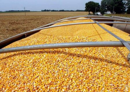 ۲۰ تن ذرت دامی قاچاق در لنجان کشف و ضبط شد