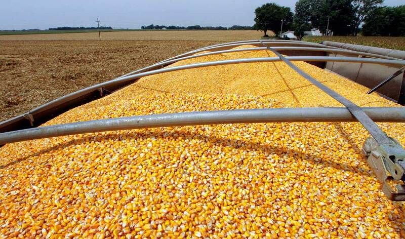 ۲۰ تن ذرت دامی قاچاق در لنجان کشف و ضبط شد