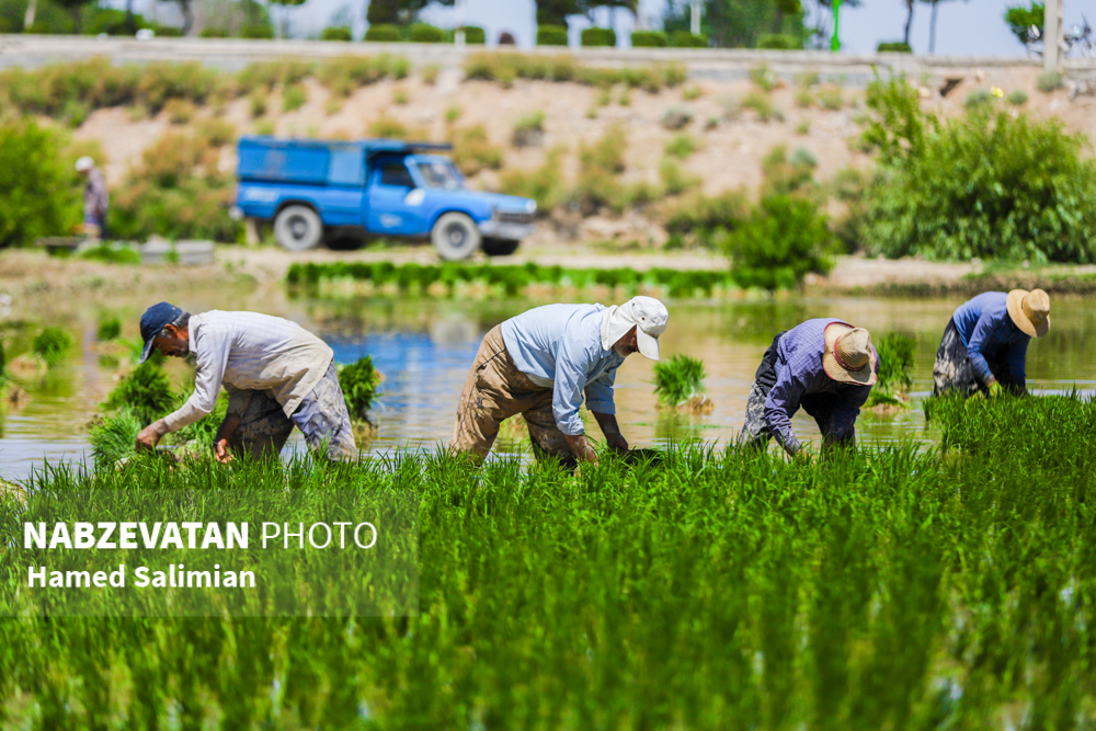 دولت سیزدهم سیاست‌ها خود را معطوف به حمایت از کشاورزان ایرانی و تولید داخل کرد