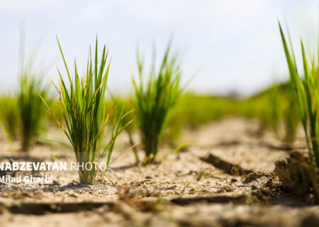 شالیزارهای ورنامخواست خشک و تشنه