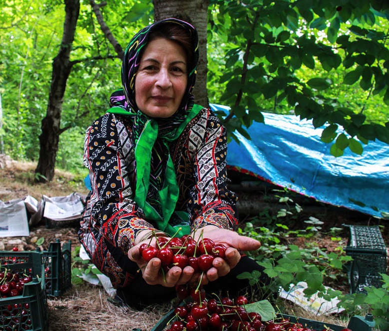 برداشت بیش از ۹۰ تن گیلاس و آلبالو از باغات شهرستان لنجان