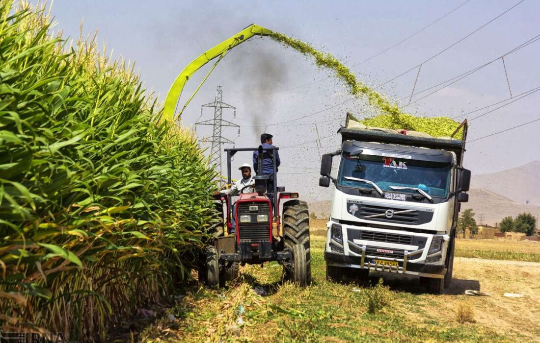 برداشت ذرت علوفه ای در لنجان