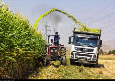 برداشت ذرت علوفه ای در لنجان