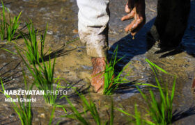 انجام کشت شلتوک در شهرستانهای مسیر رودخانه کارون