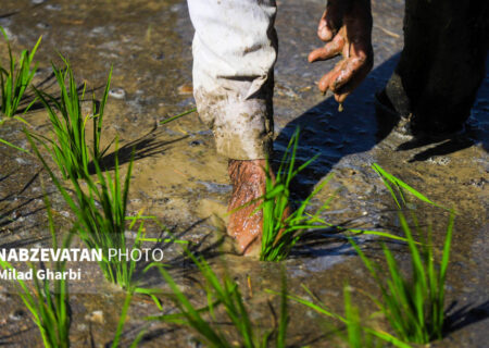 انجام کشت شلتوک در شهرستان‌های مسیر رودخانه کارون