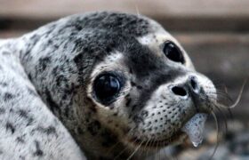 مرگ دستهجمعی فکها در دریای خزر ادامه دارد