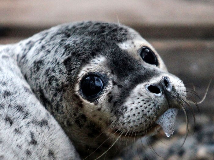 مرگ دستهجمعی فکها در دریای خزر ادامه دارد