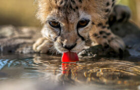 جدیدترین فیلم از «پیروز»