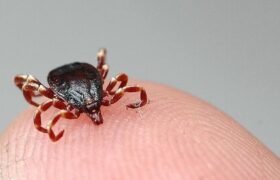 افزایش موارد ابتلاء به تب کریمه کنگو