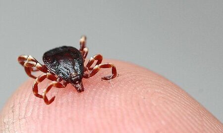 افزایش موارد ابتلاء به تب کریمه کنگو