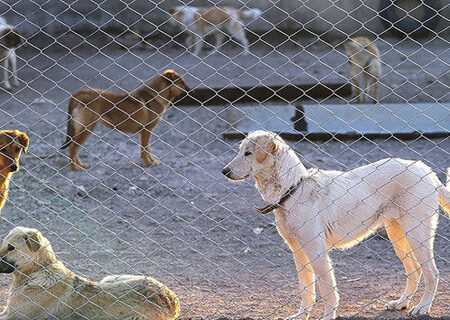 تداوم طرح جمع‌آوری سگ‌های ولگرد در سده لنجان