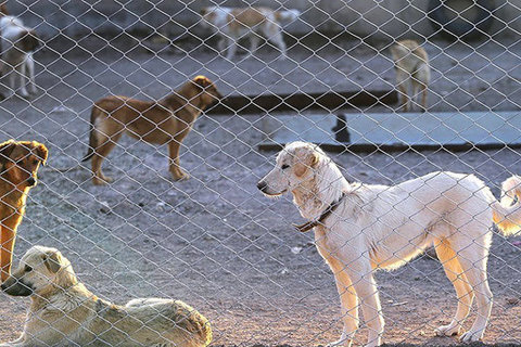 تداوم طرح جمع‌آوری سگ‌های ولگرد در سده لنجان