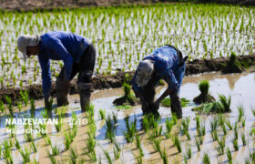 جشنواره برنج لنجان برگزار می‌شود