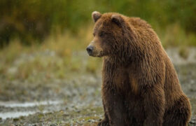 رهاسازی خرس قهوهای و ۲ تولهاش در طبیعت