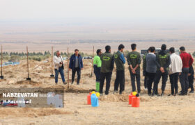 طرح کاشت بذرِ بادام اسکوپاریا در شهر چرمهین کاملاً عملیاتی است/شهرداری چرمهین با همت خود به سبز شدن شهر کمک شایانی کرده است