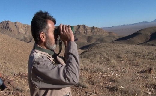 اجرای سرشماری گونههای شاخص حیاتوحش موته