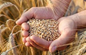 افزایش ۹۰ درصدی خرید تضمینی گندم در استان اصفهان