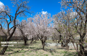 قاب بهاری لنجان